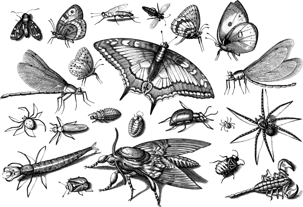 חרקים